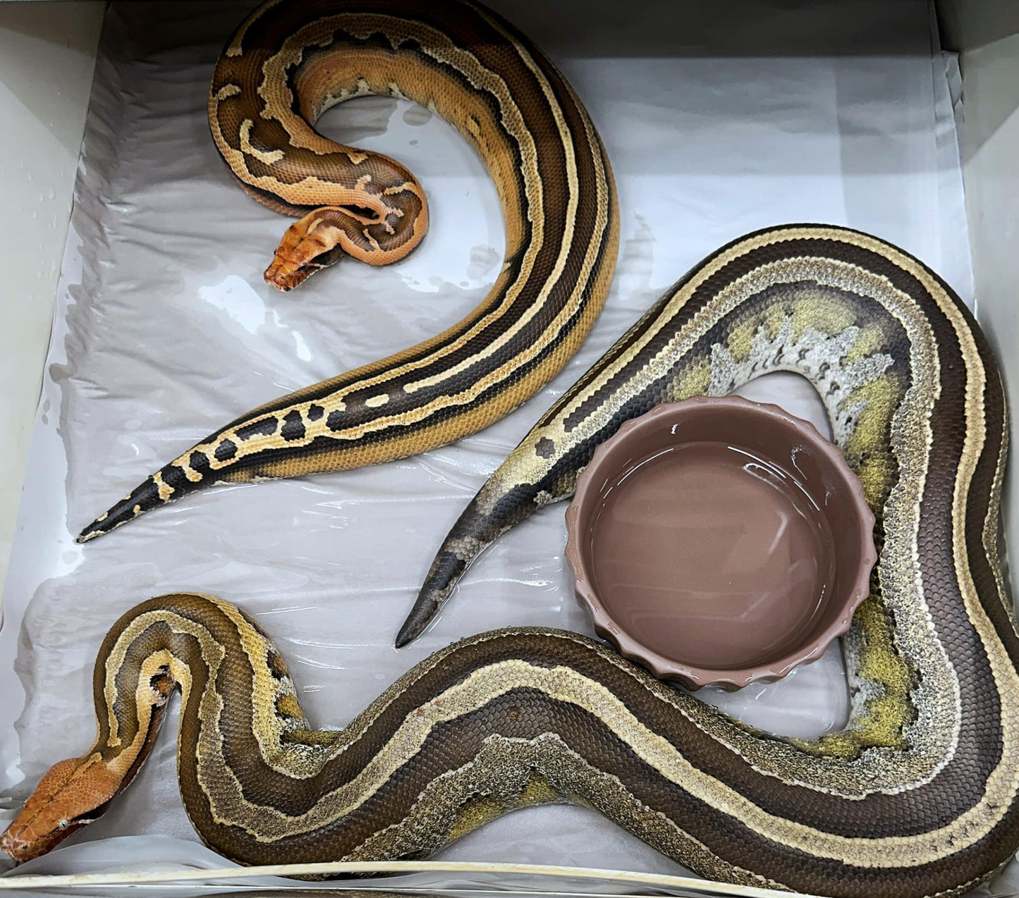 2025 Male Super Stripe Borneo Short Tail Python