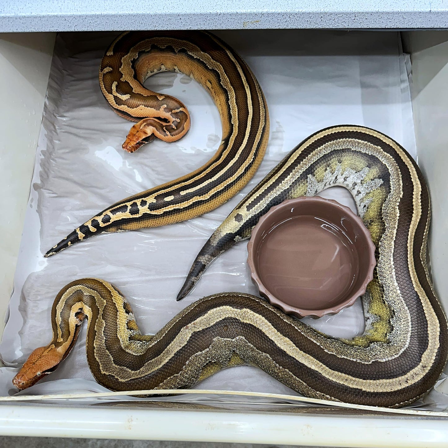 2025 Male Genetic Stripe Borneo Short Tail Python