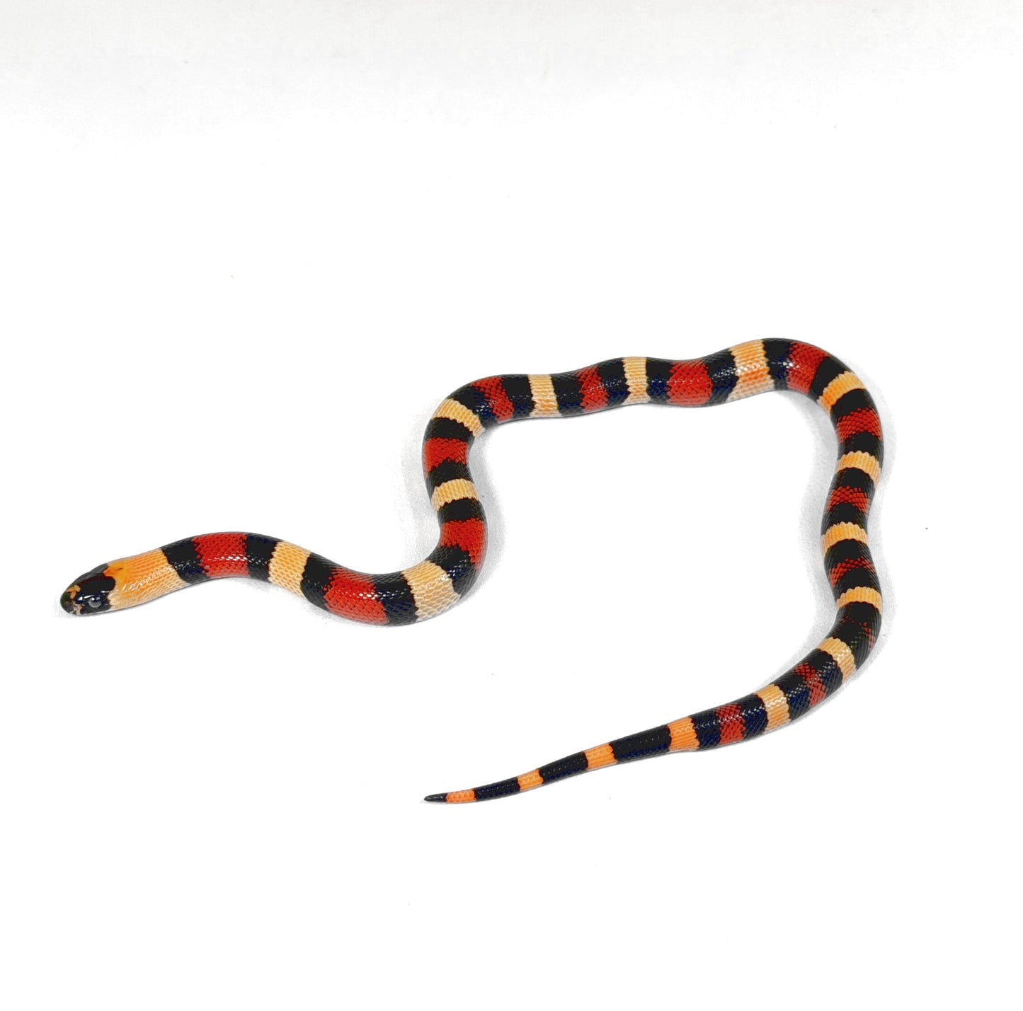 2026 Male Apricot 100% het Albino Pueblan Milk