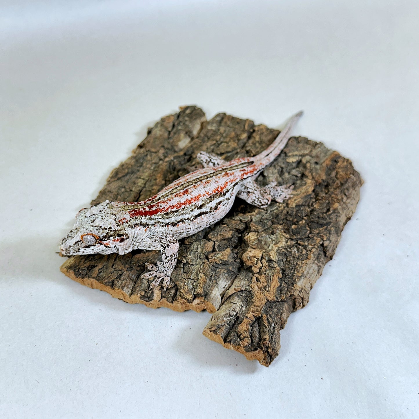 Adult Female Red Stripe Gargoyle Gecko