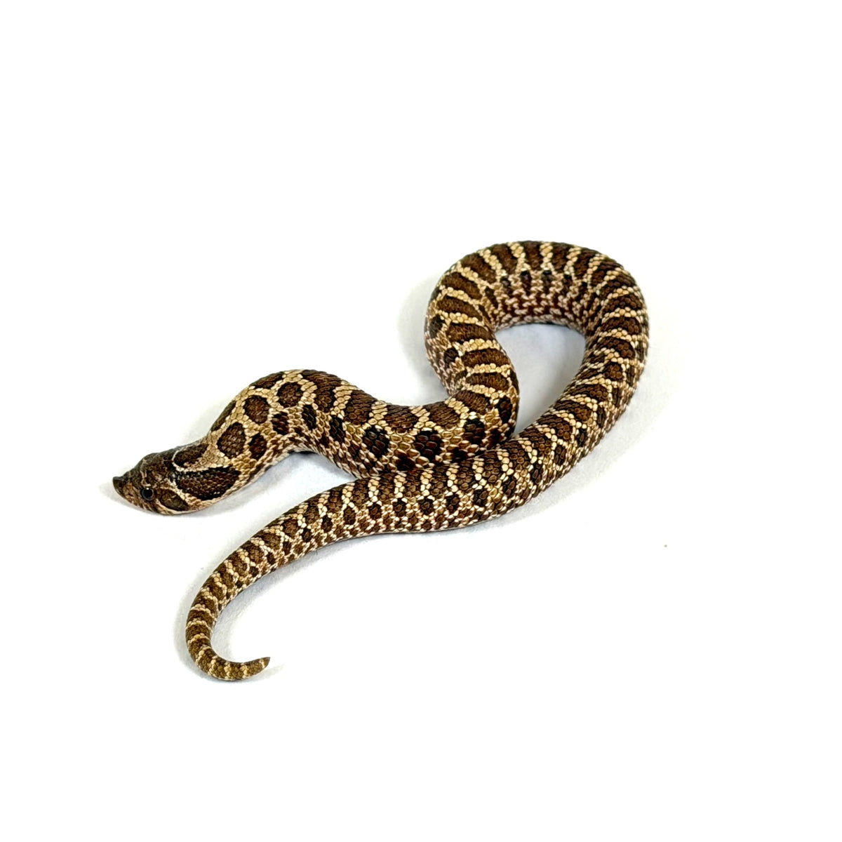 Male 66% pos het Leucistic Western Hognose