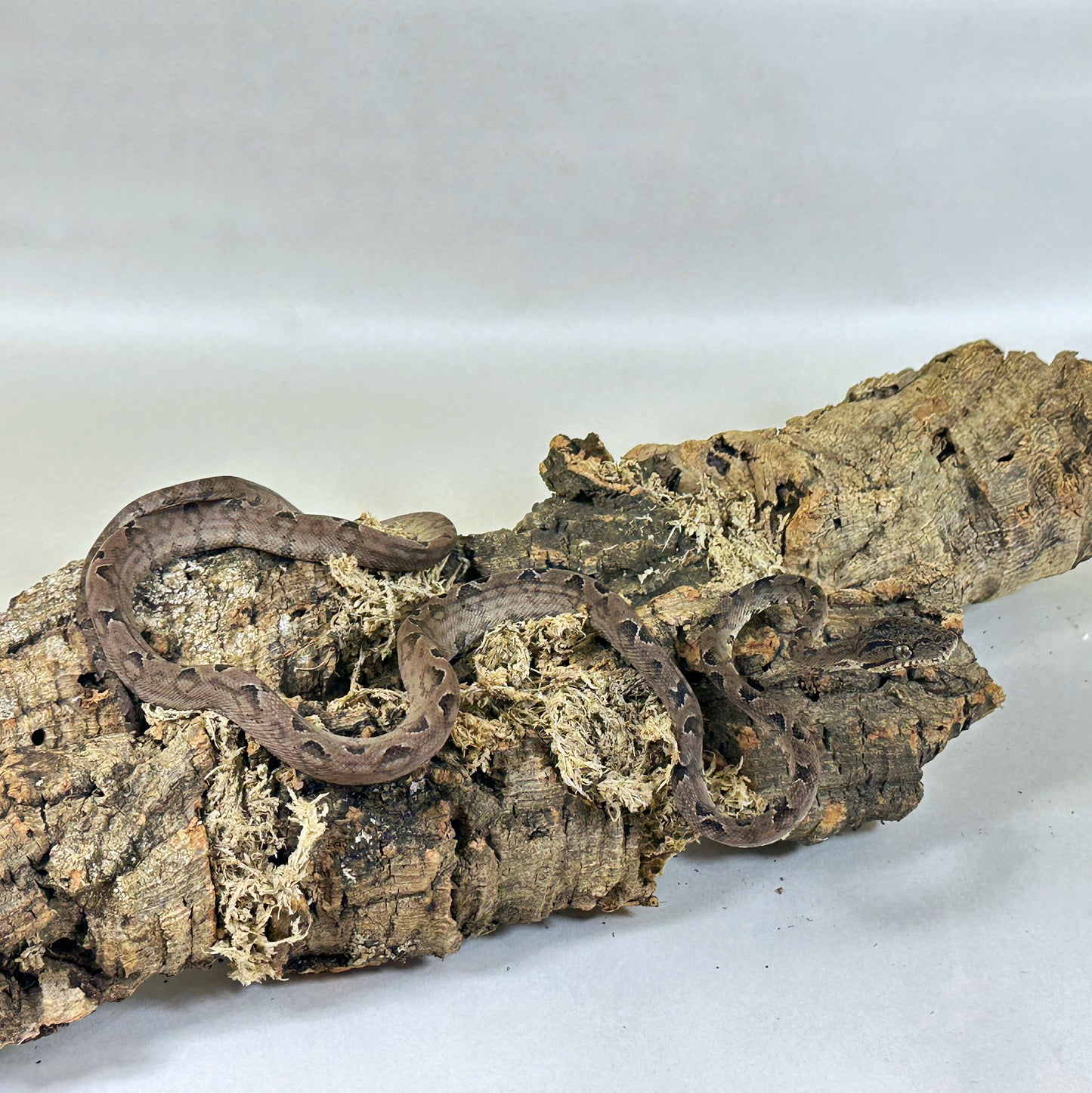 Juvenile Garden Phase