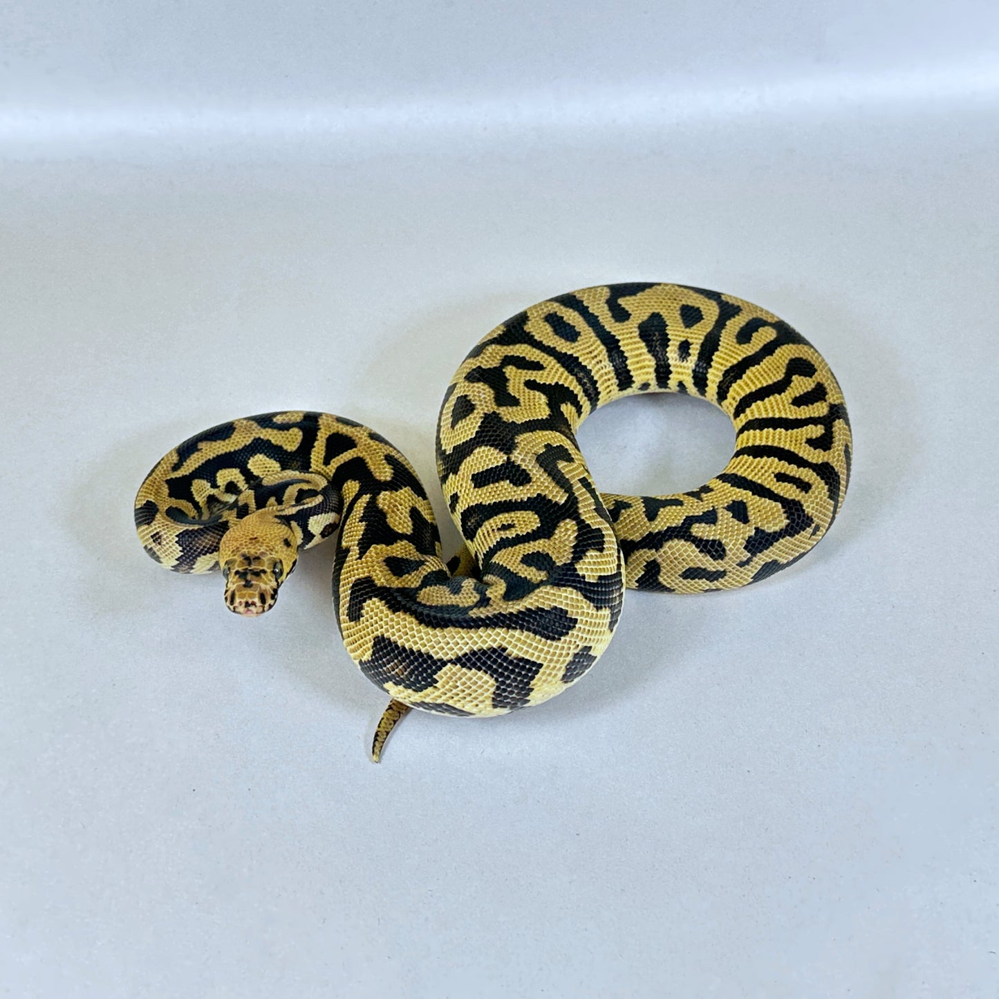 2024 Female Spotnose Confusion Clown
