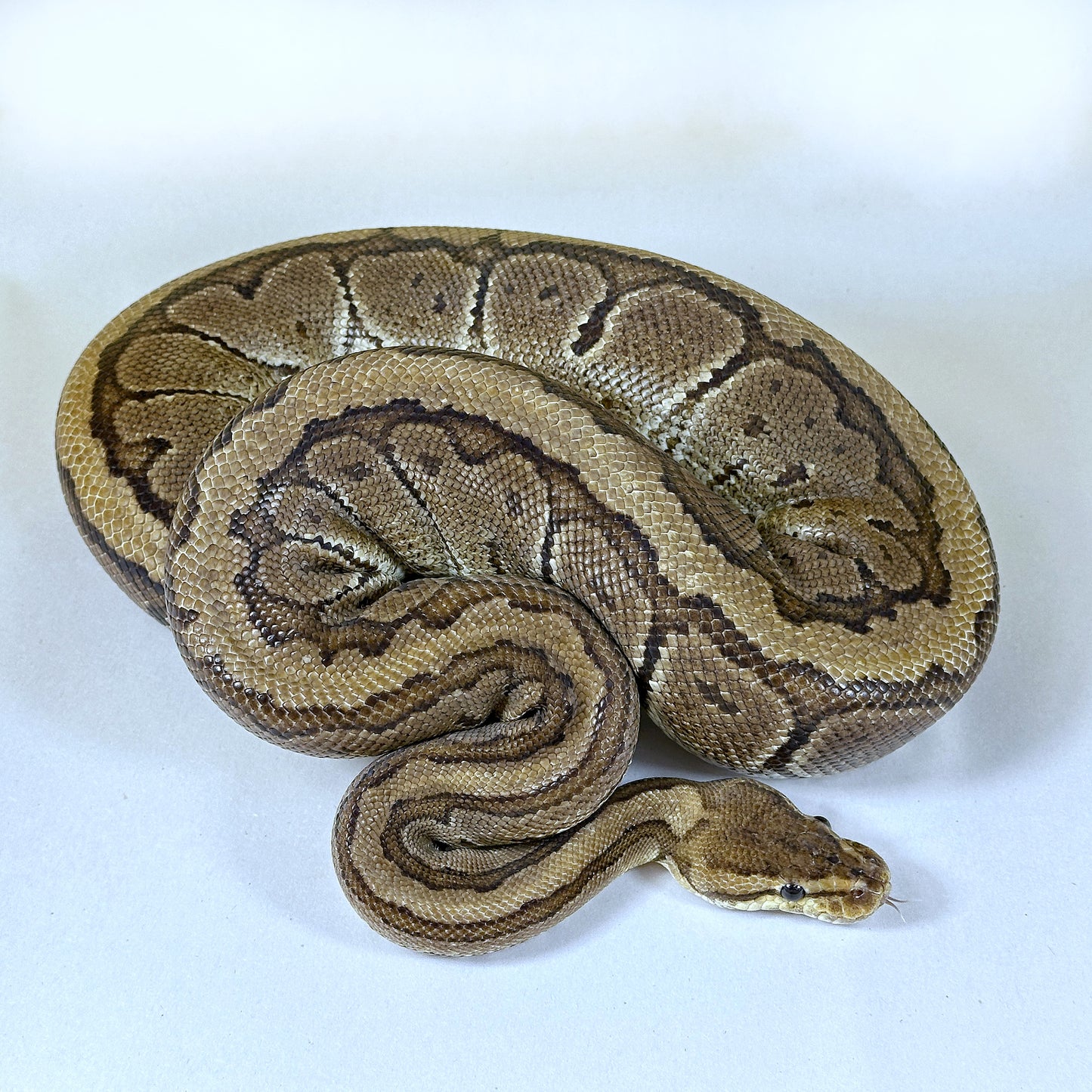 2022 Female Chocolate Pin pos Enchi