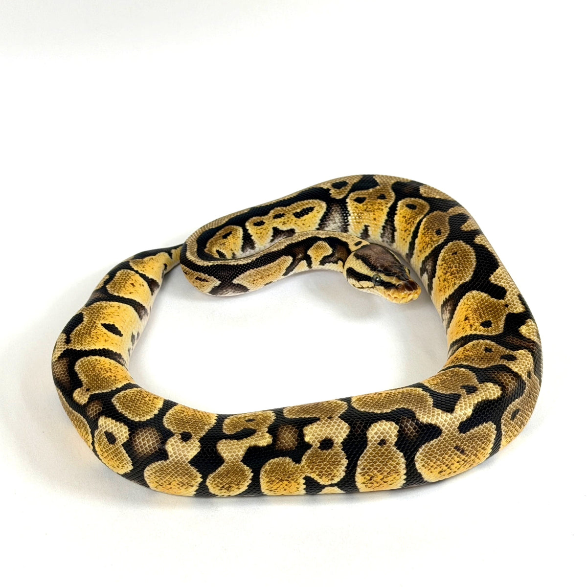 2025 Female Pastel Granite DH Candy Puzzle