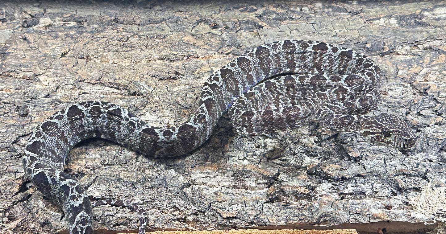 LTC Adult Male Garden Phase