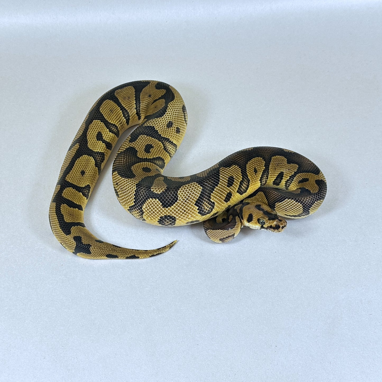 2024 Male Enchi Confusion Clown