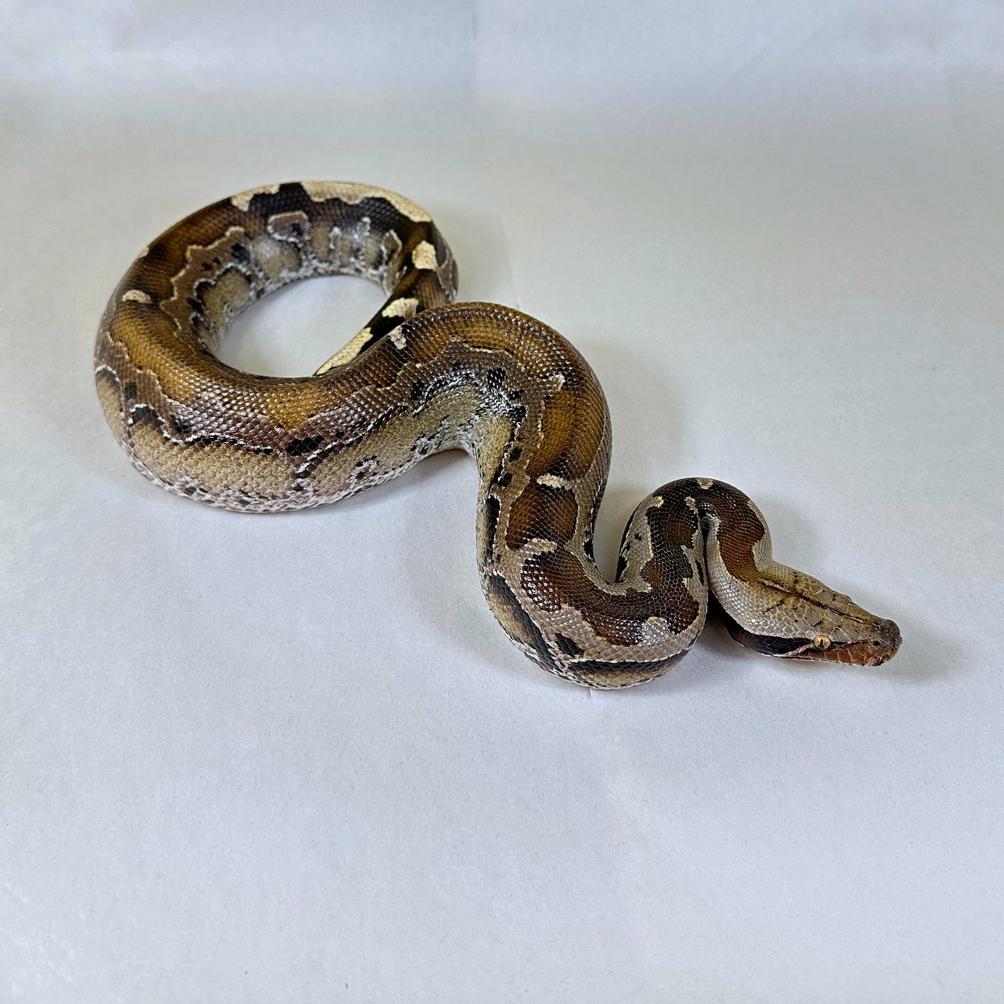 Pair of 66% pos DH Sunset Mocha (Lilac) Borneo Short Tail Pythons