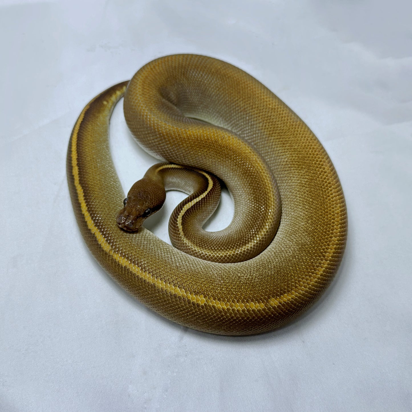 2021 Male Black Pastel Mojave Cinder