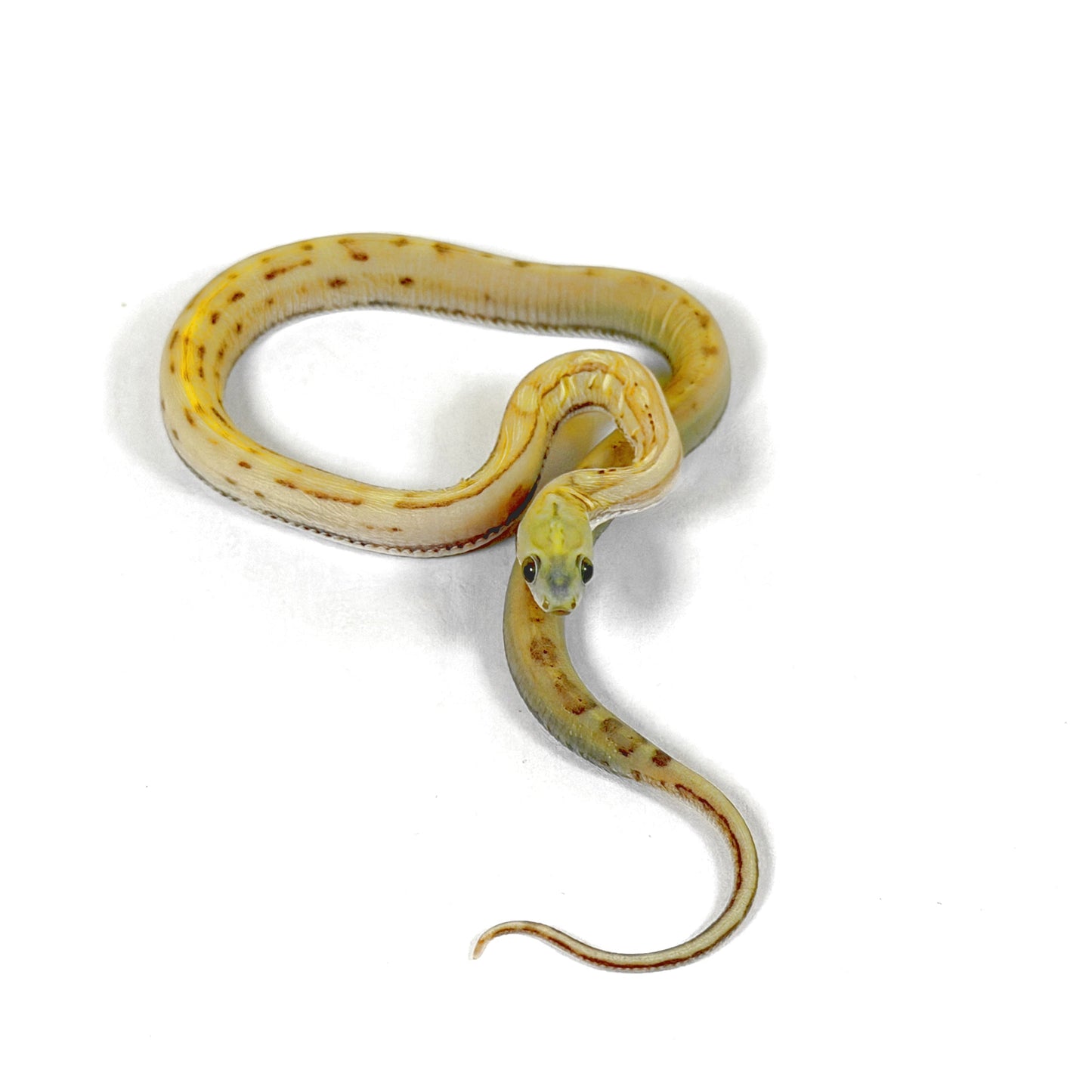 2026 Female Caramel Motley Scaleless pos het snow