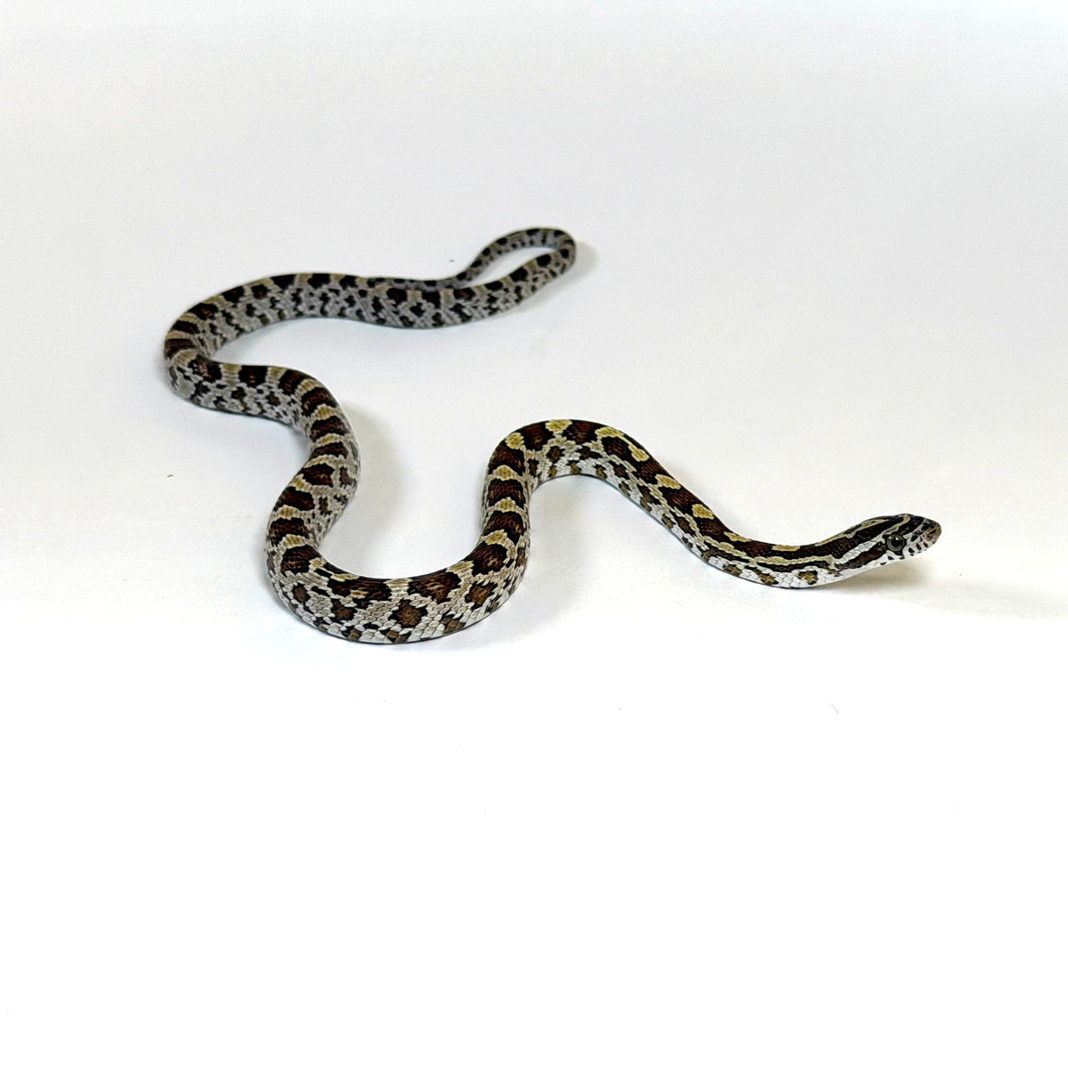 2026 Male Caramel pos Anery TH Amel Motley Scaleless Corn Snake