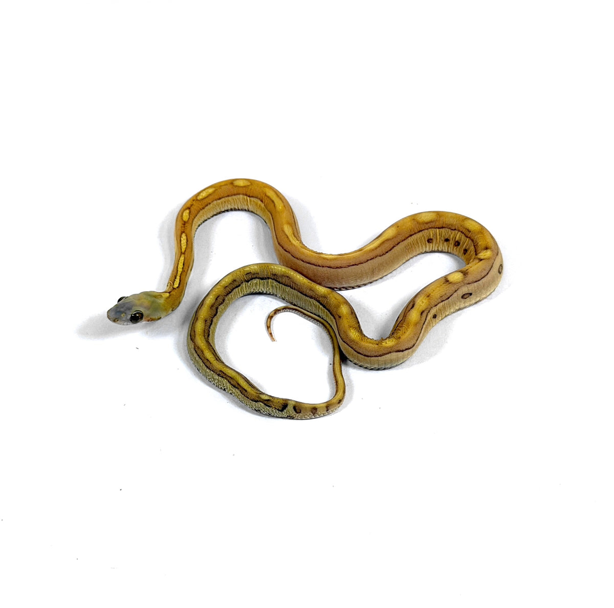 2026 Female Caramel Motley Scaleless het Amel pos het Anery Corn Snake