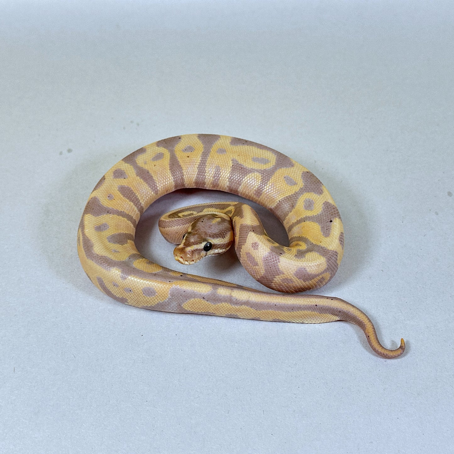 2024 Female Coral Glow Leo YB/Gravel