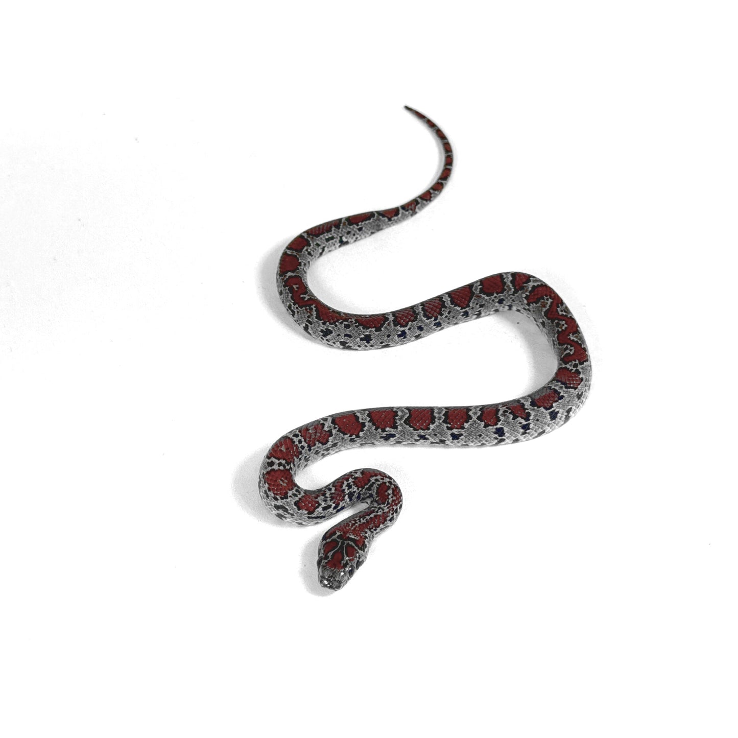 2026 Male High Red Mex Mex Kingsnake