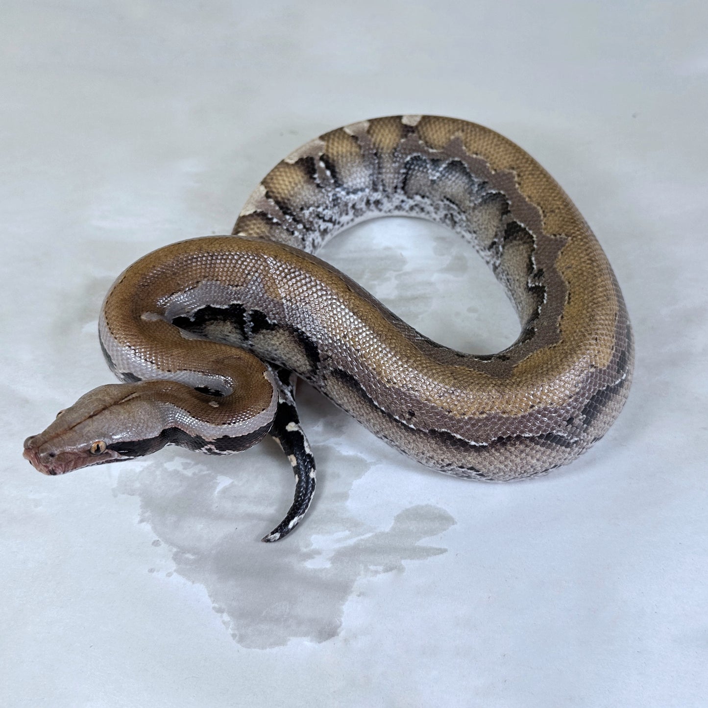 Female Het Sunset 50% pos het Mocha Borneo Short Tail Python