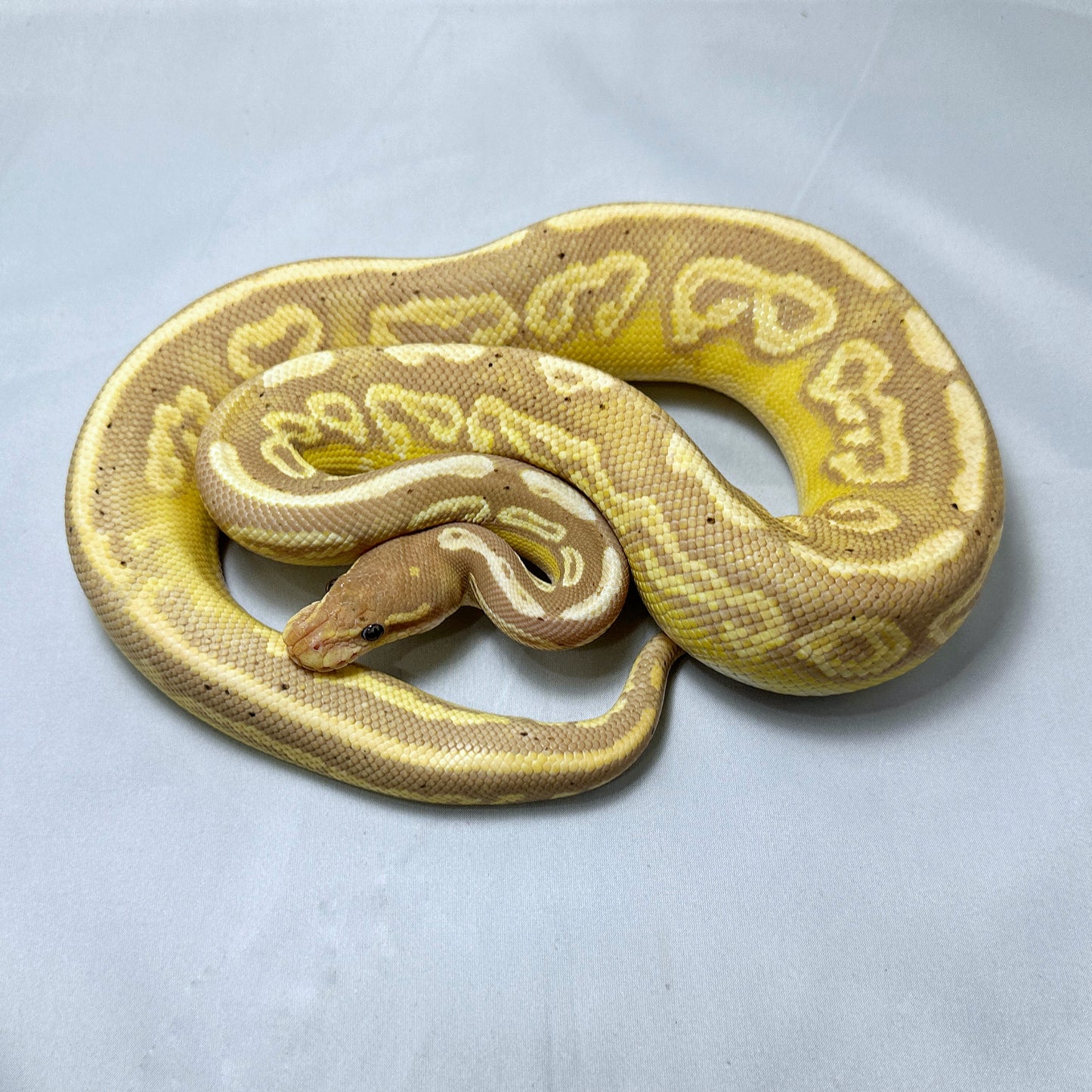 2021 Male Black Pastel Banana YB