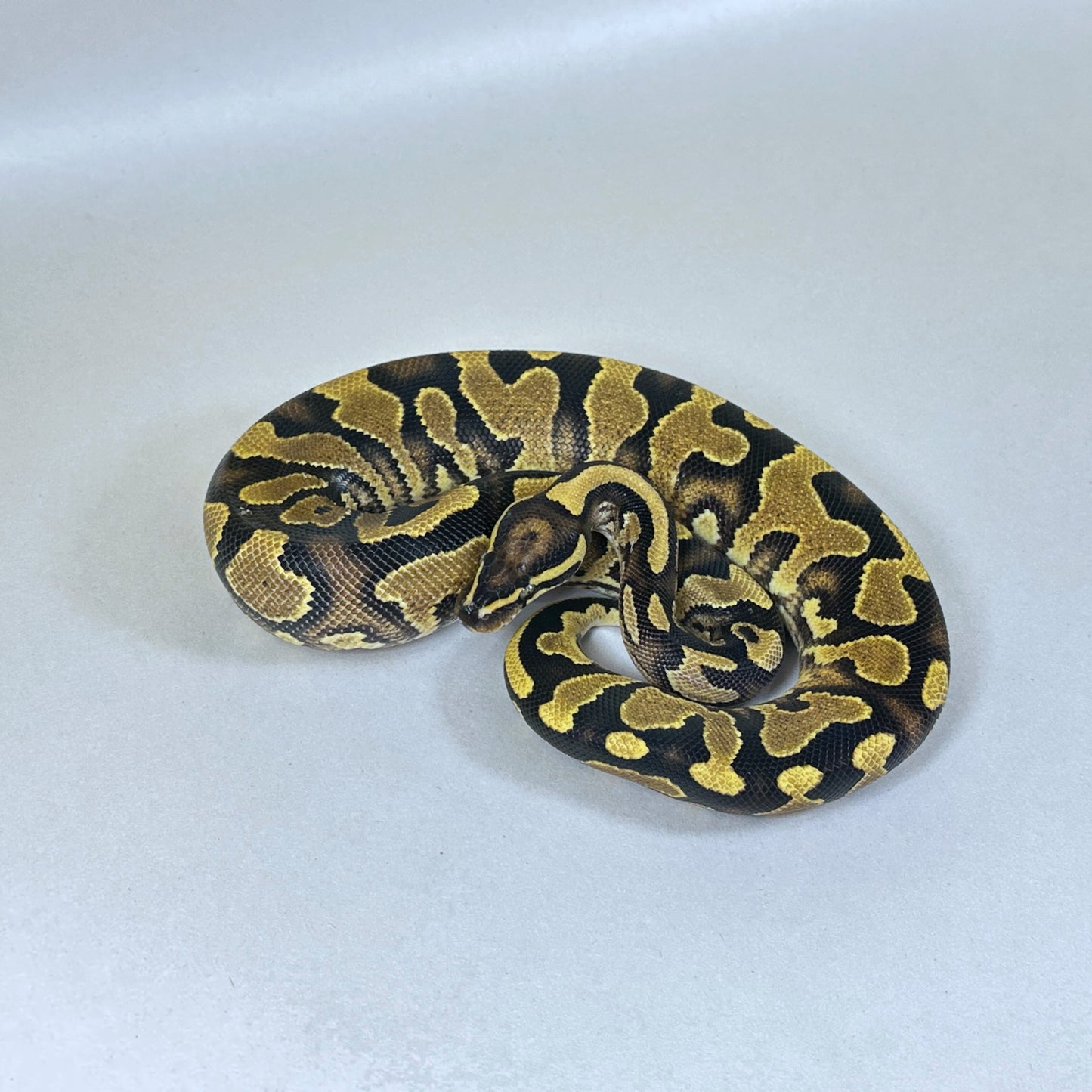 2024 Female Jungle Woma YB Lace 100% het Pied