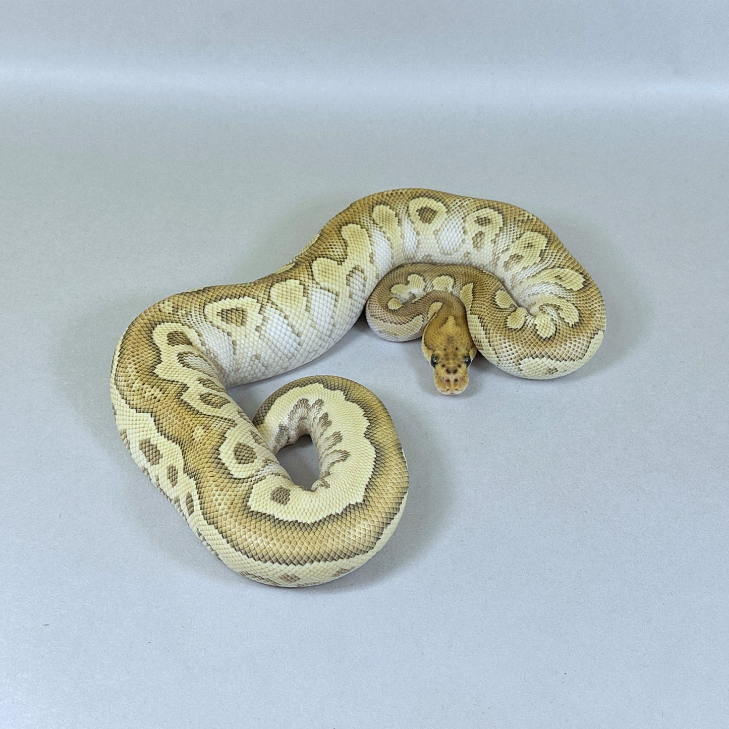 2024 Female Mojave Fire Red Stripe Clown