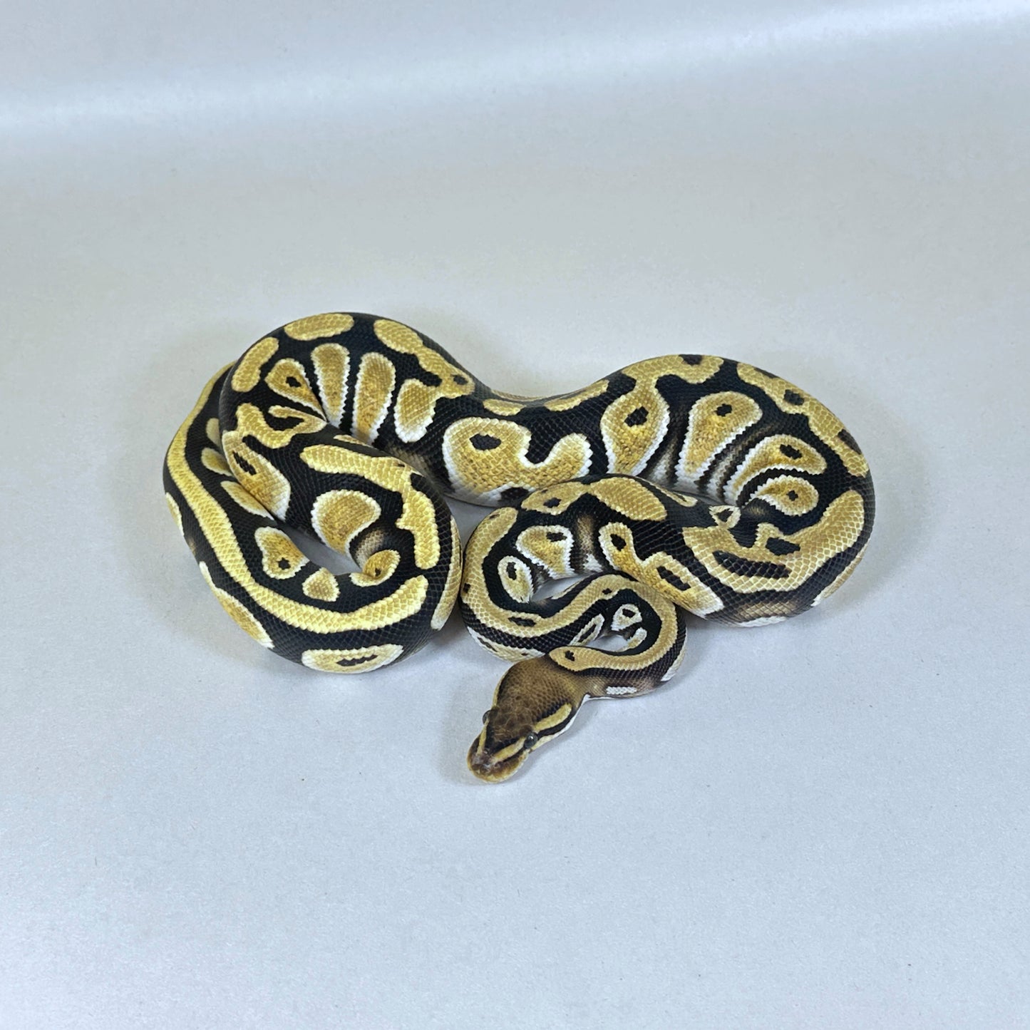2024 Female Cyress OD DH VPI Lav Snow 50% ph Hypo