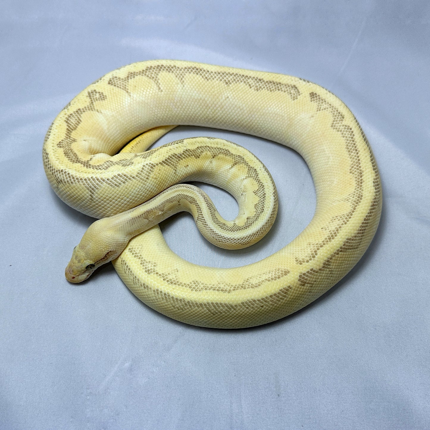 2022 Female Pastel Enchi Lesser Pin YB Odium