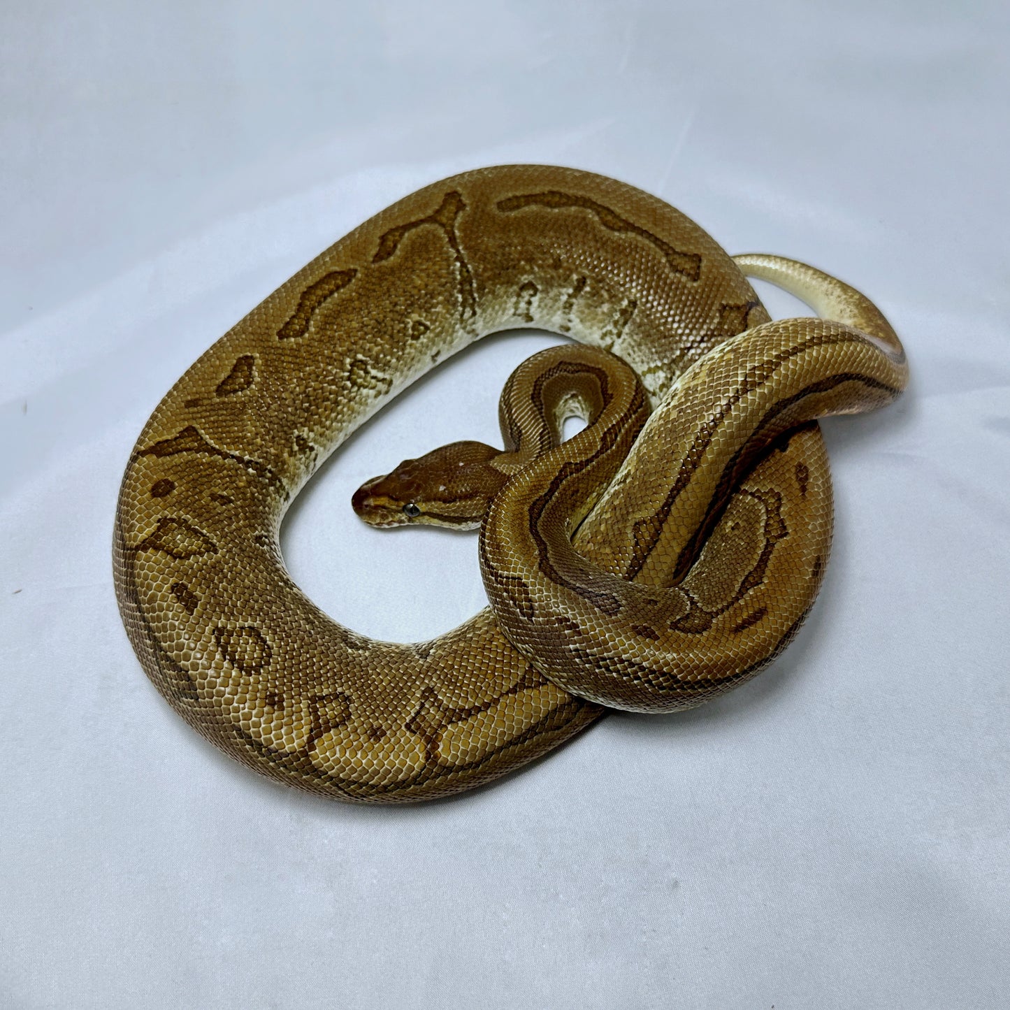 2021 Female Black Pastel Pin Probable YB Odium
