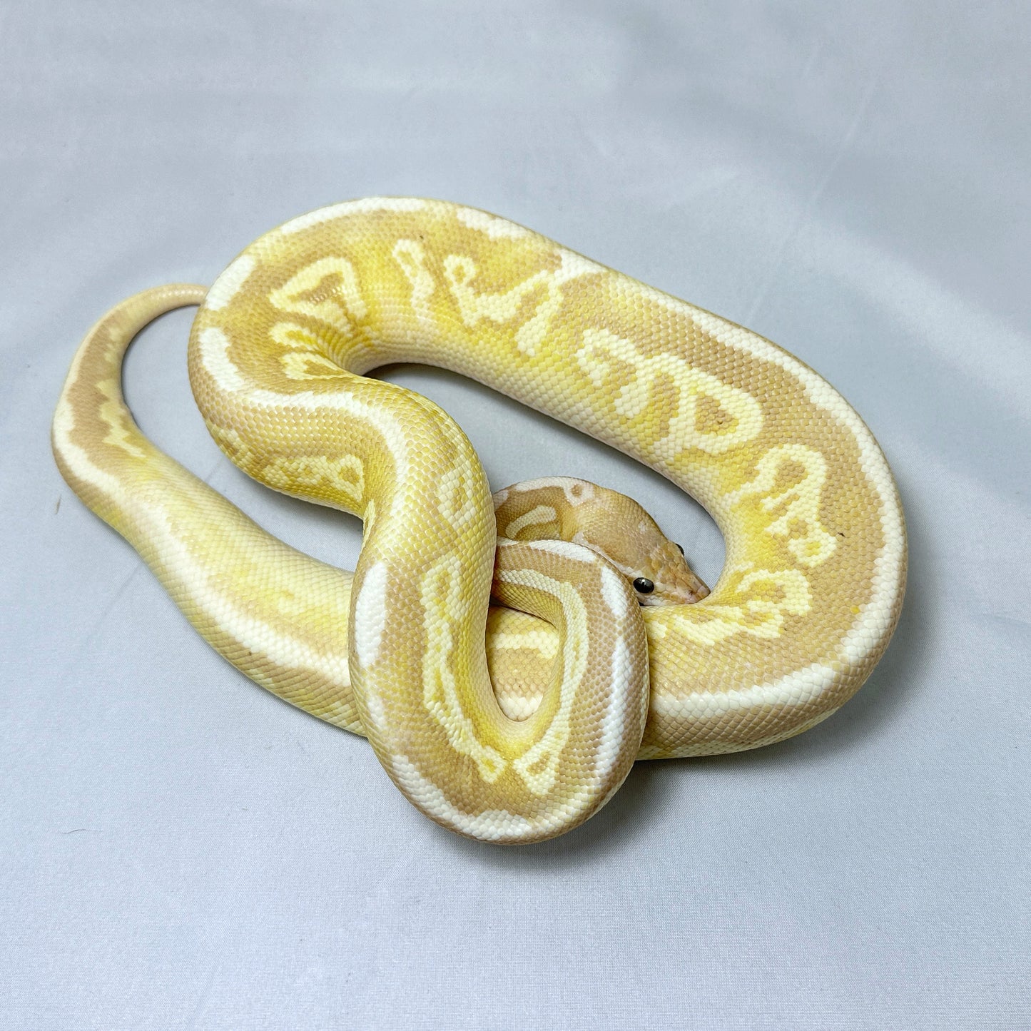 2021 Male Banana Mojave Fire YB