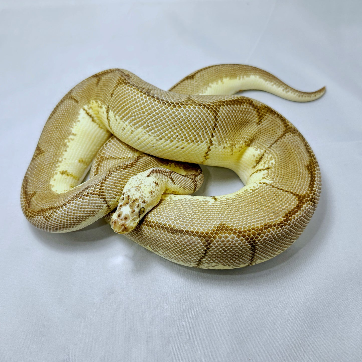 2020 Male Bumble Bee Blade Clown