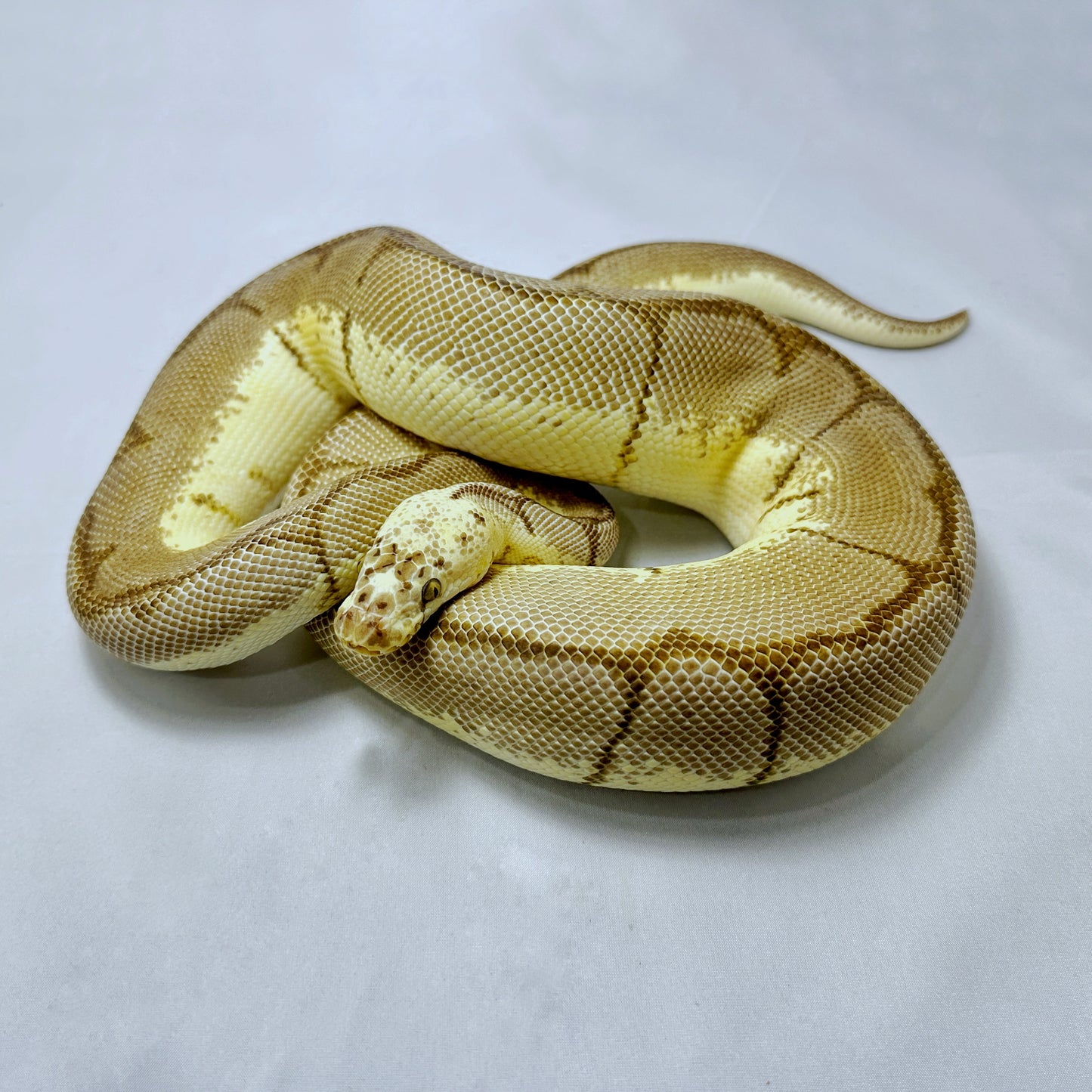 2020 Male Bumble Bee Blade Clown