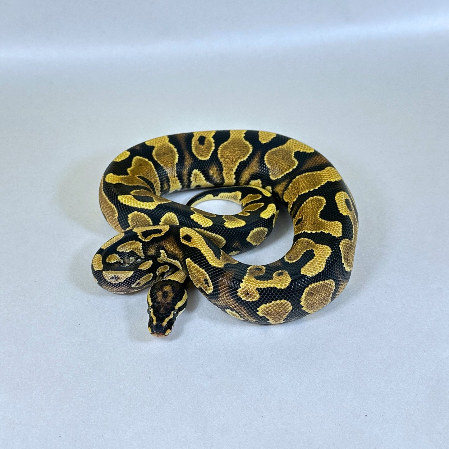 2024 Female Jungle Woma YB 100% het Pied (pos Lace)