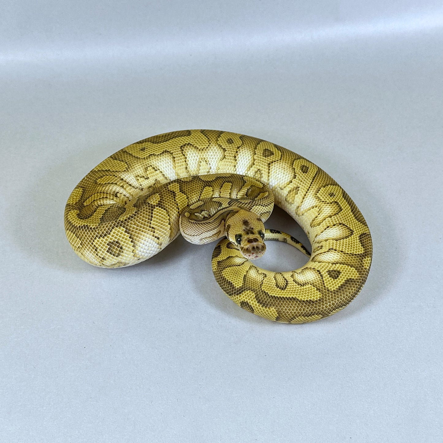 2024 Female Confusion Enchi Lesser YB Clown