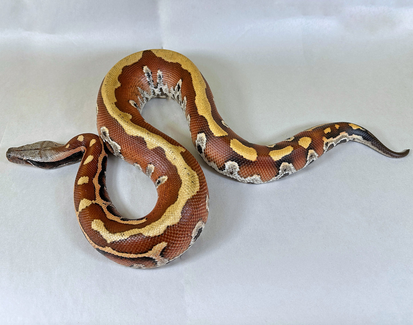 Pair of Slackline Lvl 2 Lyly 66%ph T+ Albino Blood Python