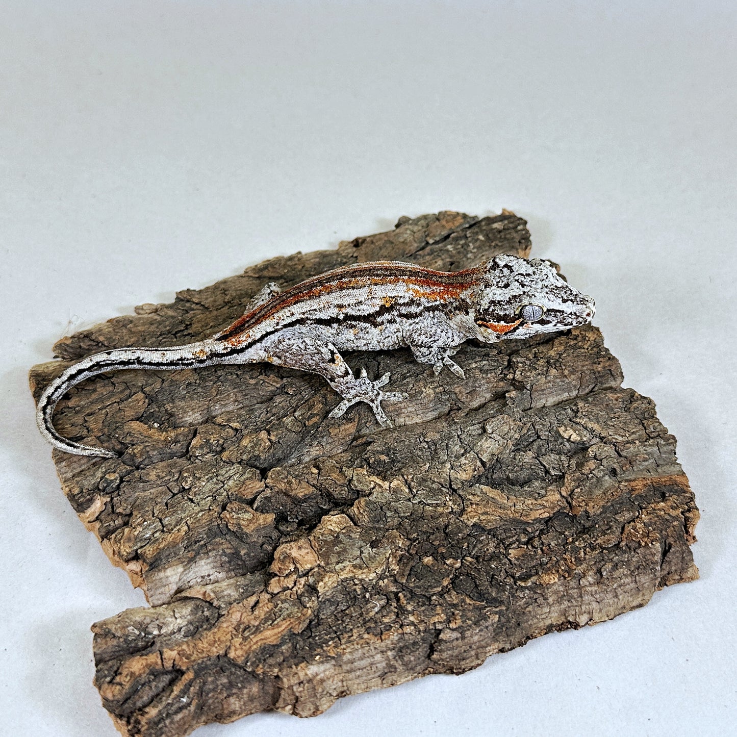 Subadult Female Red Stripe Gargoyle Gecko