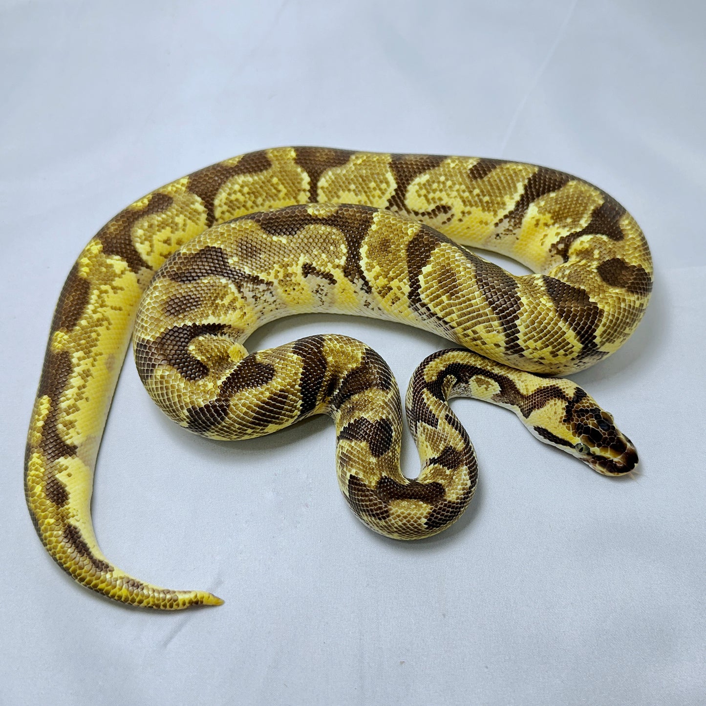 2021 Male Pastel Enchi YB Odium