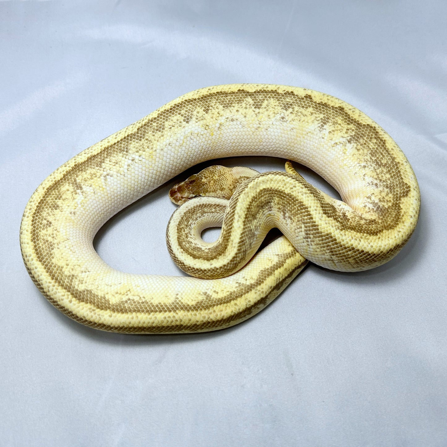 2021 Male Pastel Enchi Pin YB HGW Odium