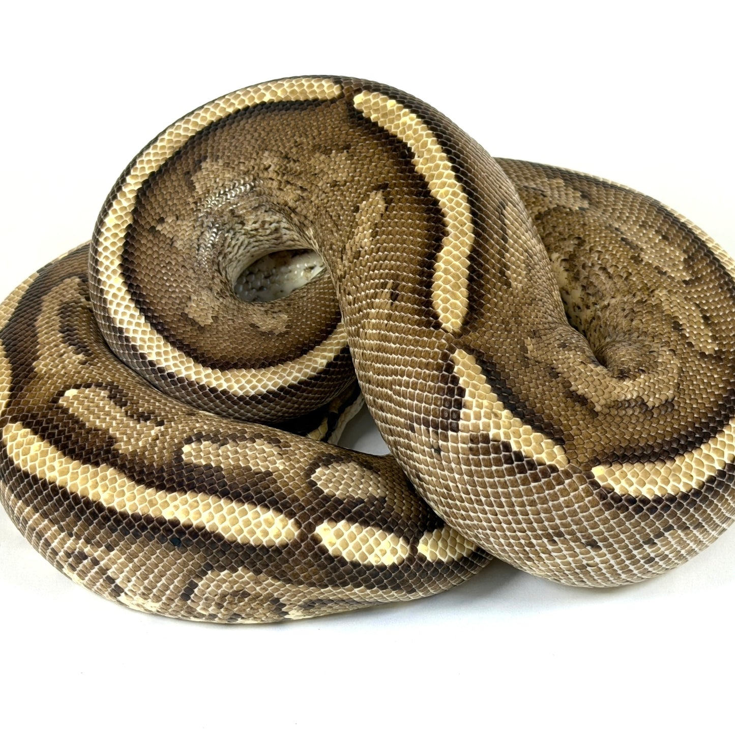 2021 Female Gravel/Specter (Proven)