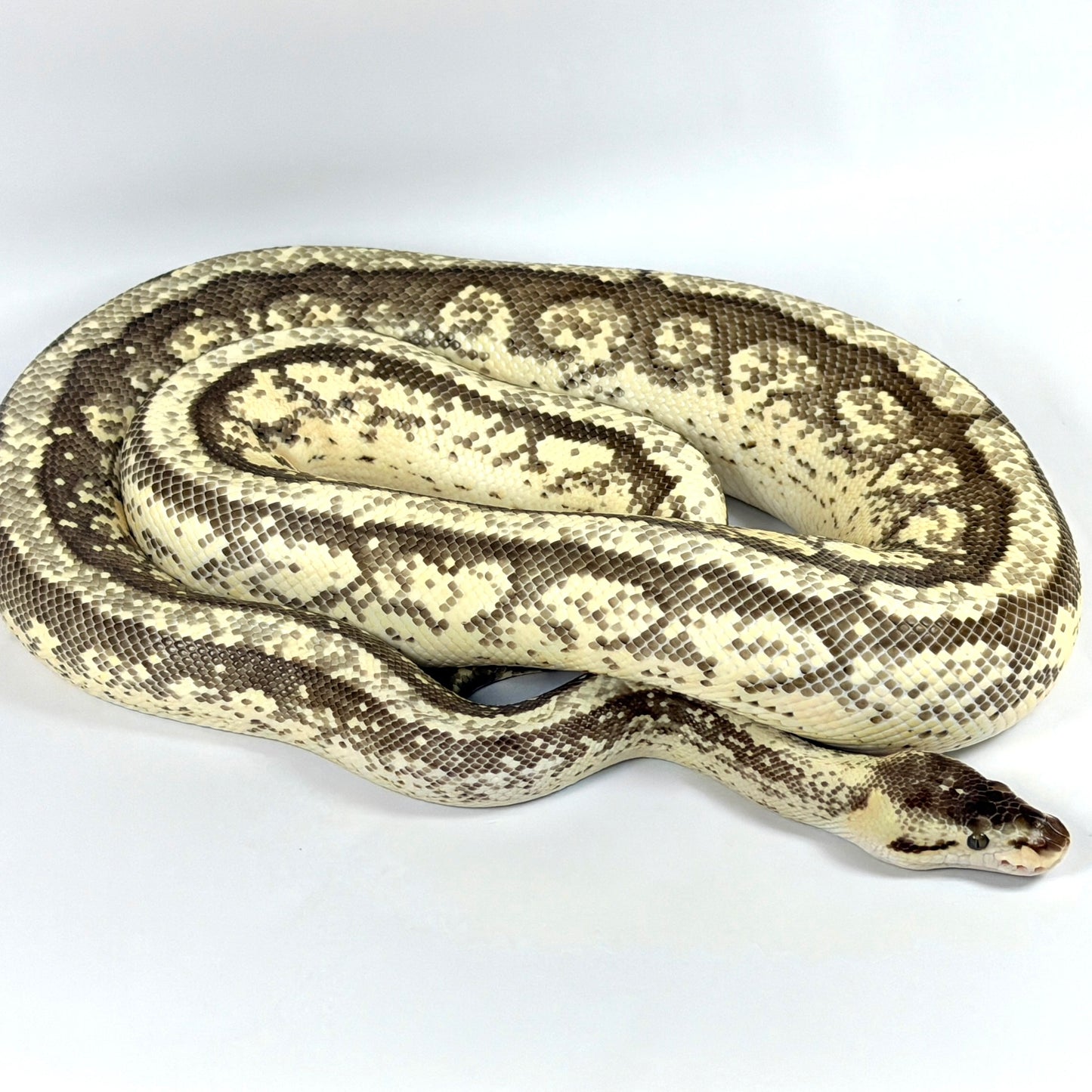 2022 Female Pastel Orion