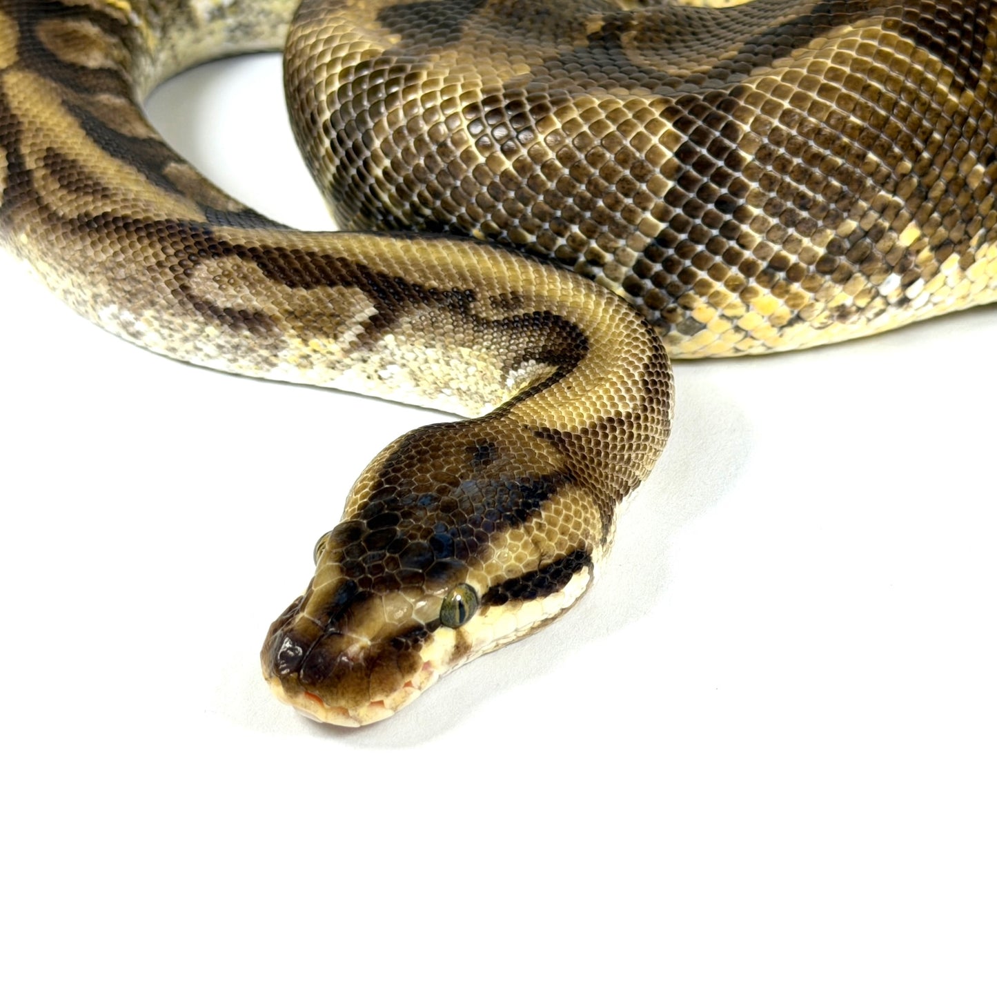 2019 Female HGWG Enchi YB Fader (Proven)