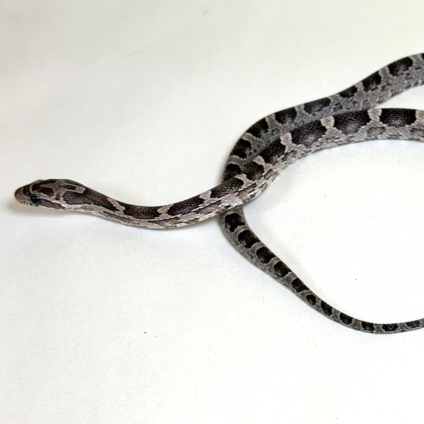 2025 Female Anery DH Bloodred Stripe pos TH Amel Hypo Scaleless Corn Snake