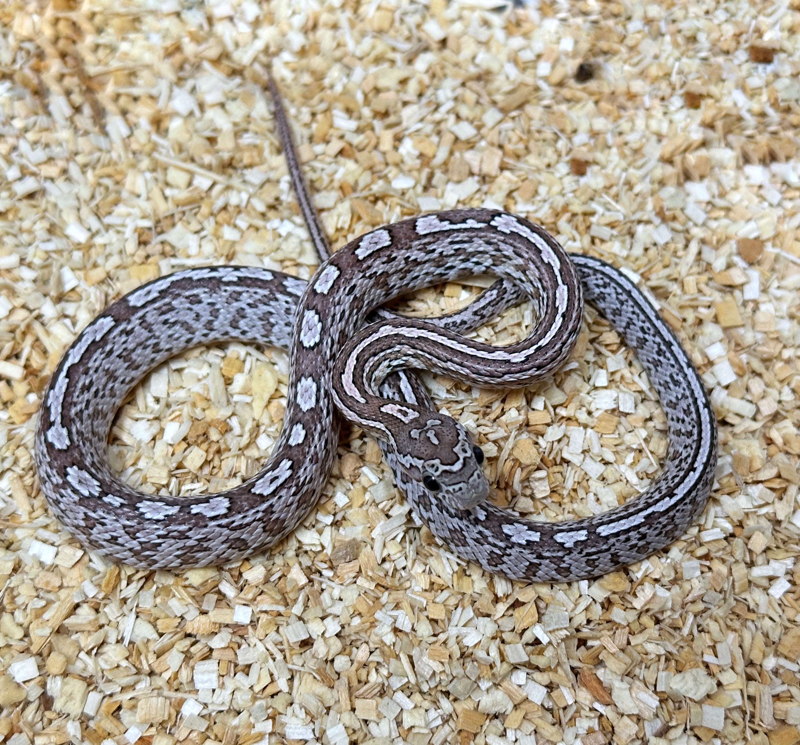Colubrids – Brass Man Reptiles