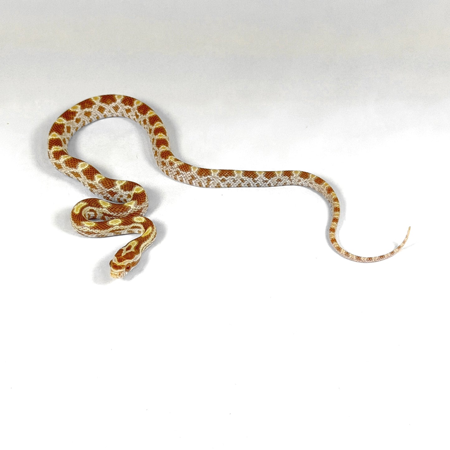 2026 Male Butter het Scaleless pos het Anery Motley