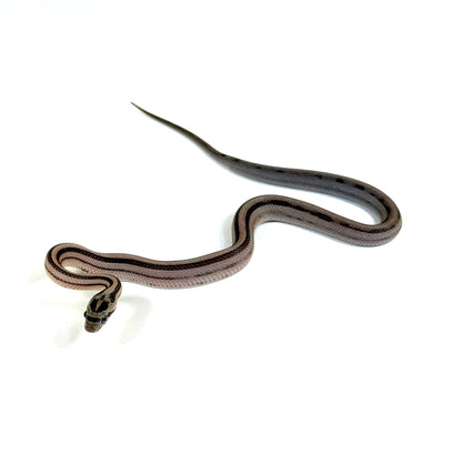 2026 Male Anery Stripe pos Tessera het Sclaleless pos TH Amel Bloodred Hypo Corn Snake