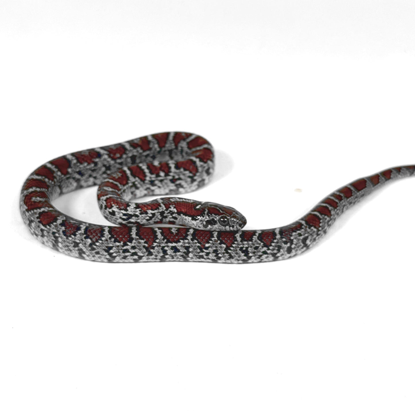 2026 Male Dark Red Mex Mex Kingsnake