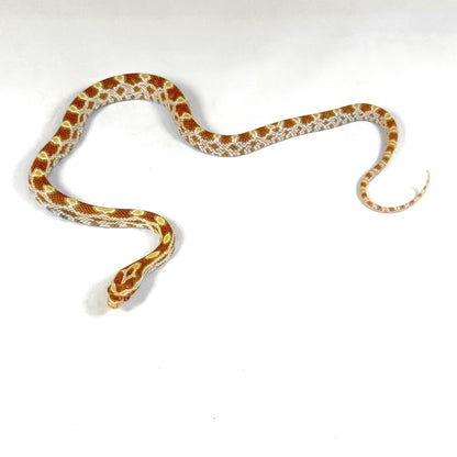 2026 Male Butter het Scaleless pos het Anery Motley