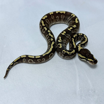 Female GHI