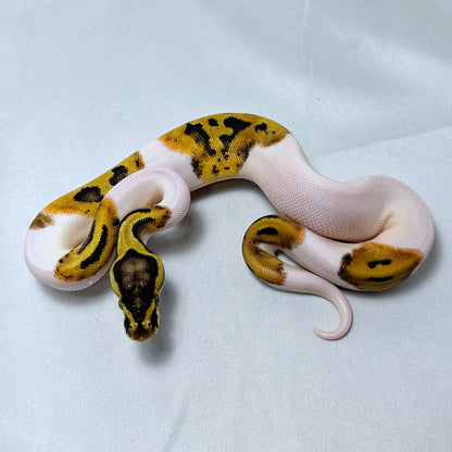 2024 Female Pastel Pied