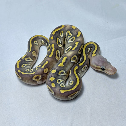 2024 Female Chocolate Mojave Hypo