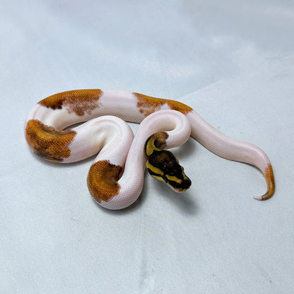 2024 Female Sugar Pied