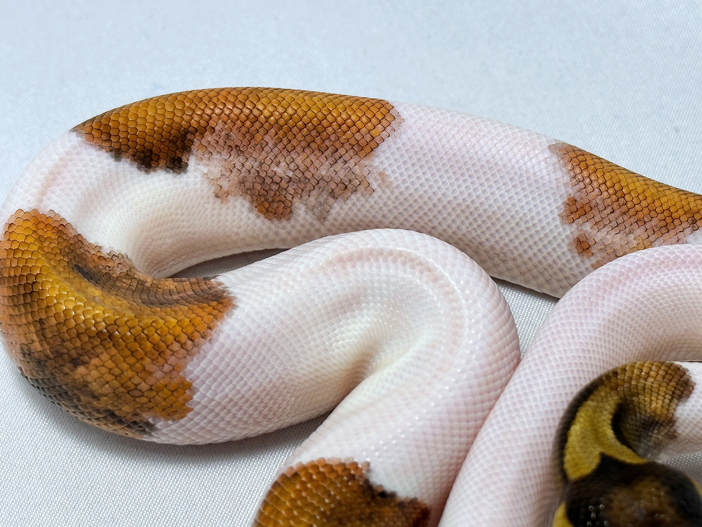 2024 Female Sugar Pied