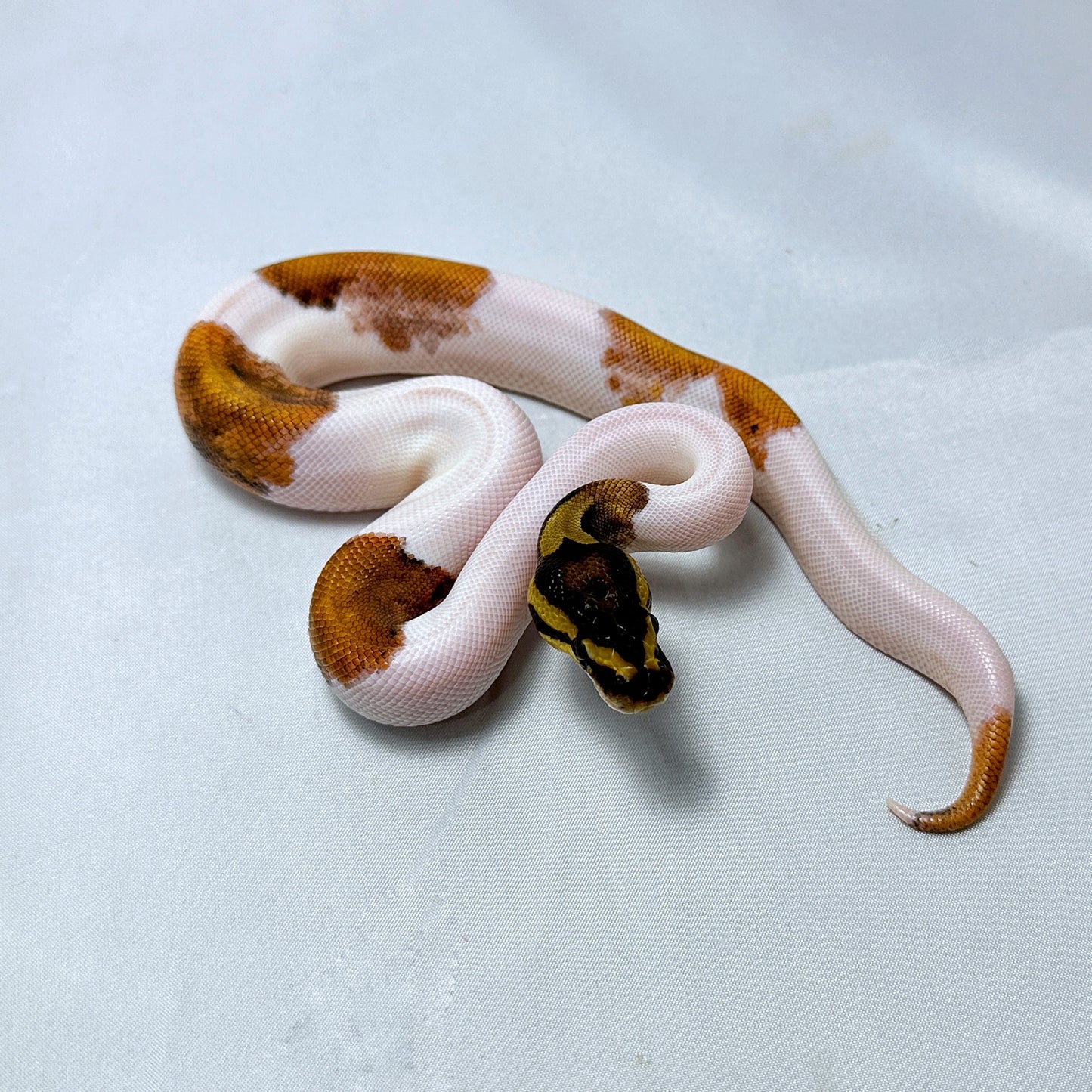 2024 Female Sugar Pied