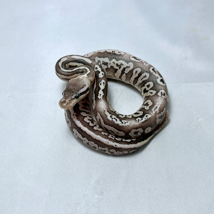 2024 Female Black Pewter Vanilla YB